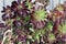 Purple Aeonium (Aeonium arboreum \'Atropurpureum\') in a garden : (pix SShukla)