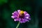 Purple African Daisy bloom closeup