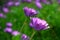 Purple African Daisy bush meadow in bloom