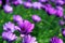 Purple African Daisy bush meadow in bloom