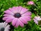 Purple African Daisy Flower