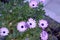 purple African daisy flowers
