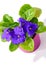 Purple African Violet Saintpaulia ionantha in lilac pot close-up  isolated on white background