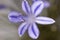 Purple Agapantha flower, up close, in a garden,