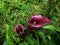 purple alcatraz flower in a botanical garden in spring season