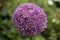 Purple Alium