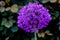 Purple Alium