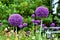 Purple Alium Flower Duo
