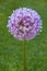 Purple alium onion flower