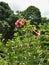 Purple allamanda, Princeville Botanical Gardens, Kauai, Hawaii, USA