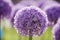 Purple Allium 1