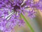 Purple allium