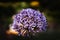 Purple allium blossom