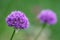 Purple Allium blossom in front of green background