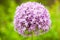 Purple Allium Flower