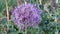 Purple allium flower