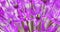 Purple Allium Flowers