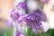 Purple allium flowers in the garden, real natural springtime plants