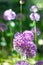 Purple allium flowers in the garden, real natural springtime plants