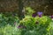 Purple allium flowers reflect the sun amidst white cow parsley and other meadow flowers outside Eastcote House Gardens, London UK