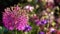 Purple allium flowers swaying