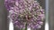 Purple Allium giganteum flower in full bloom