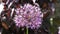 Purple Allium giganteum flower in full bloom