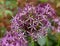 Purple Allium hollandicum flower in summer garden