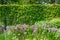 Purple alliums in English Border with Hedge