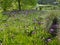 Purple Alliums on mass in formal garden setting