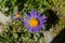 A purple alpine aster flower aka Aster Alpinus