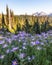 Purple alpine aster wild flowers in bloom in the Paradise area of Mount Rainier National park