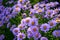 Purple Alpine asters in the garden