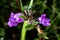 Purple alpine calamint flower