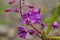 Purple Alpine Fireweed. Blossoming sally bloom