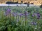 Purple Alpine Shooting Star Bloom Around Lake