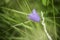 Purple alpine wildflower of Dolomites