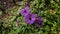 Purple Alpinus Flowers