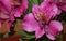 Purple -Alstroemeria