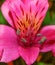 Purple -Alstroemeria close-up