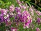 Purple alyssum close up in the garden