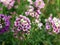 Purple alyssum close up in the garden