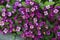 Purple Alyssum flowers