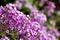 Purple Alyssum. Lobularia Maritima.