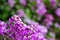 Purple Alyssum. Lobularia Maritima.