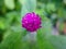 Purple amaranth in the garden