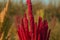 Purple Amaranthus beautiful flower. Princes Feather, Amaranth Velvet Curtains Amaranthus cruentus, dark red inflorescence