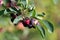 Purple amelanchier berries in a garden