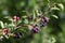 Purple amelanchier berries in a garden