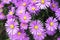 purple american aster flowers blooming in the garden in autumn